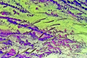 N 047A